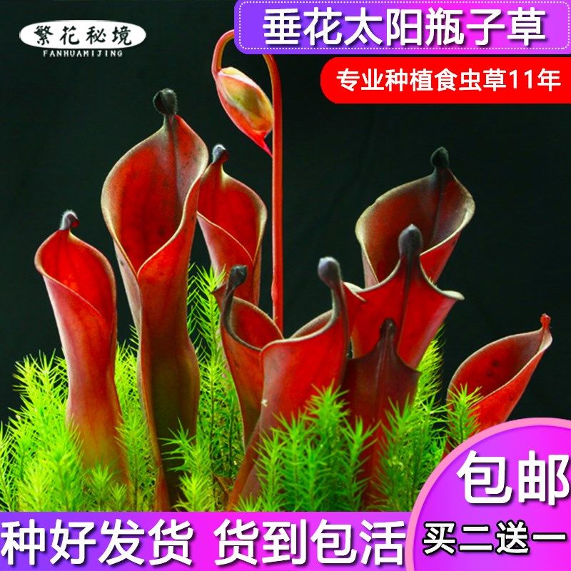垂花太阳b瓶子草稀有品种猪笼草捕蝇草瓶子草茅膏菜图片