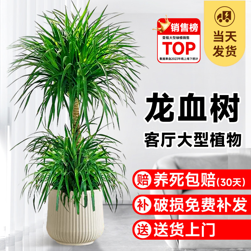 龙血树客a厅盆栽多头龙须树苗旺宅绿植落地大型老桩办公室好养植