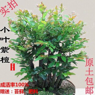 小叶紫檀盆景树桩树苗多桩黑檀木室内客厅桌面绿植V花卉盆栽吸甲