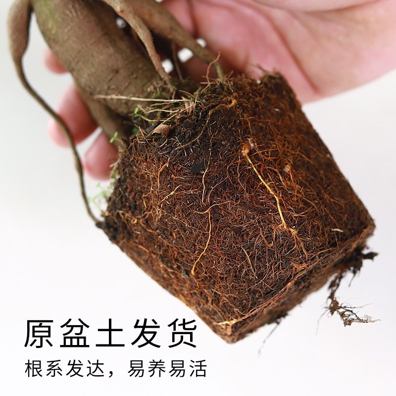 小叶榕树盆景细叶榕人参榕老桩树桩盆栽花卉植物室内桌面阳台好养