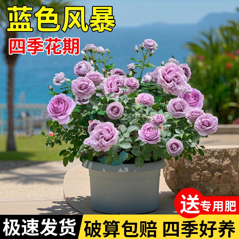 月季花苗四季开花姬月季迷你小盆栽姬乙女须惠姬阳台耐寒耐旱浓香