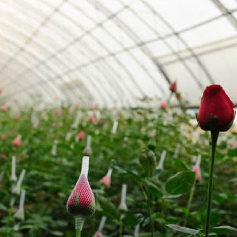 云南直发玫瑰老桩四季开花月季树苗绿化趣味蓝海大花浓香观赏植物