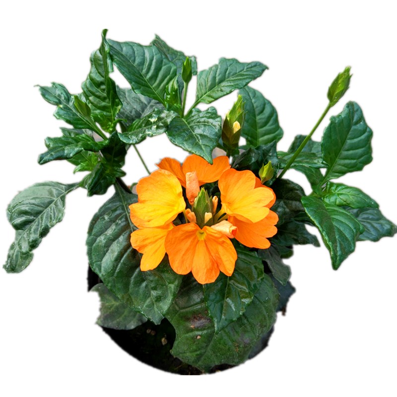 新款鸟尾花盆栽带花宿根开花木本植物花期好养耐热原土四季花开