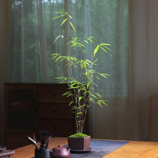 精品内门竹盆栽名贵门内竹室内庭院绿植四季常青好养易活竹子盆景