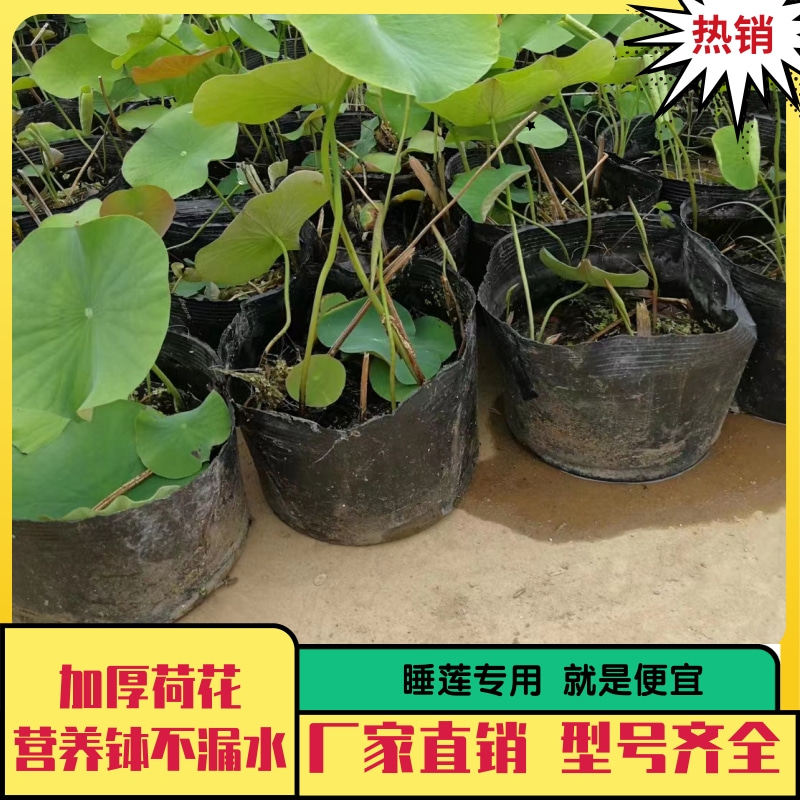 加厚营养钵防老化荷花盆水培碗莲 睡莲盆无孔水盆不漏水 水生植物图片