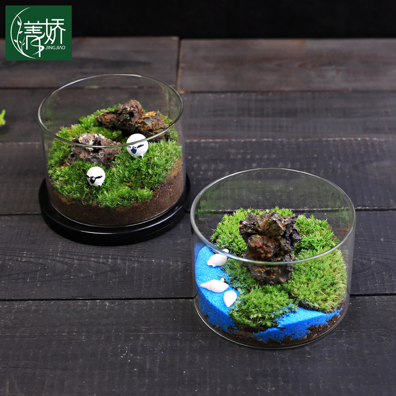 苔藓微景观生态瓶直筒盆栽植物DIY创意小绿植迷你摆件好养活青苔