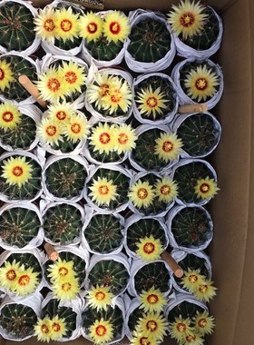 龙王丸仙人球左右旋多肉植物开花仙人球仙人掌植物盆栽庭院花卉