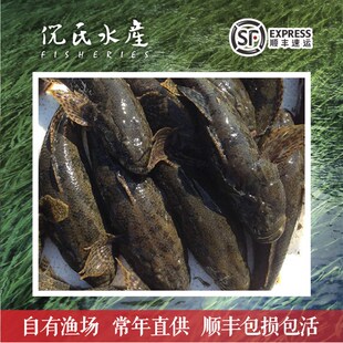 沙塘鳢鱼苗虎头鲨呆子鱼塘鳢土布鱼土才鱼虎头呆土婆鱼淡水鱼苗现