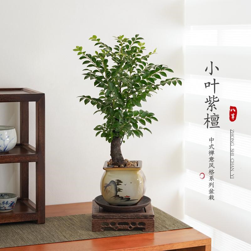 小叶紫檀盆景老桩植物室内茶几客厅办公桌面树苗四季好养绿植盆栽