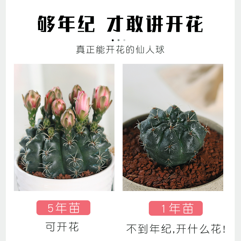 开花品种绯花玉仙人球盆栽室内花卉防辐射仙人掌桌面多肉植物超大