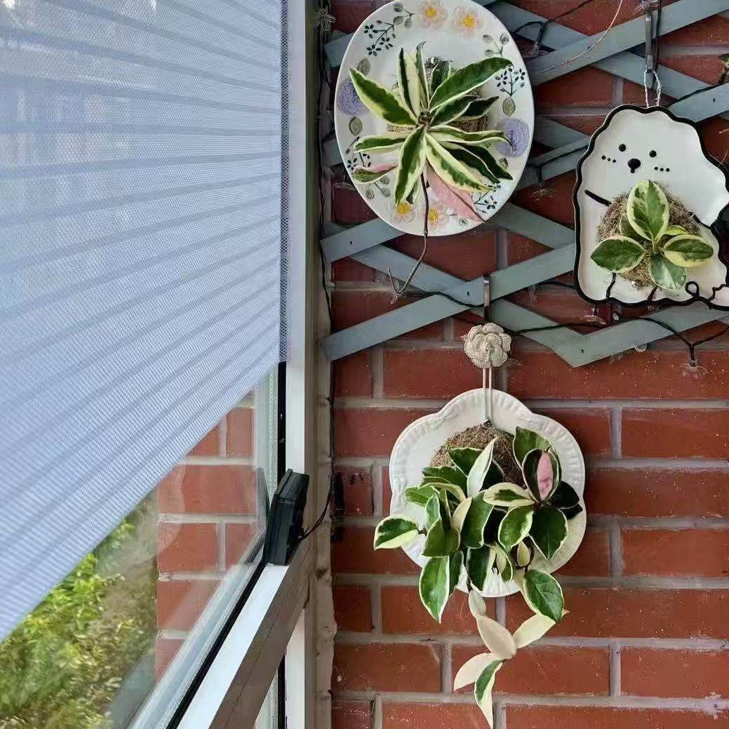 【瓷碟】板植球兰卷外球兰 匍匐内锦 球兰板植 家居植物软装绿植