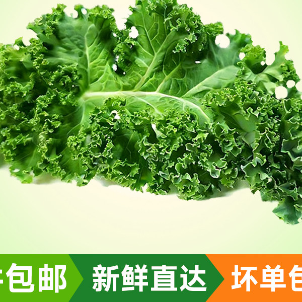 【羽衣甘蓝】新鲜蔬菜嫩叶甘兰菜叶雨衣kale西餐沙拉榨汁食用现摘,水产肉类/新鲜蔬果/熟食,叶菜类,淘宝优惠券,粉丝福利购,淘宝优惠卷