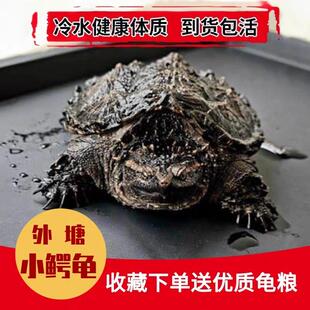 北美鳄龟苗杂佛外塘观赏宠物乌龟鳄鱼龟活体凶猛龟食肉杂食活物龟
