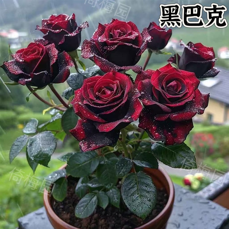 月季花苗带花苞四季开花易活盆栽室外阳台月季灌木爬藤卉耐寒绿植