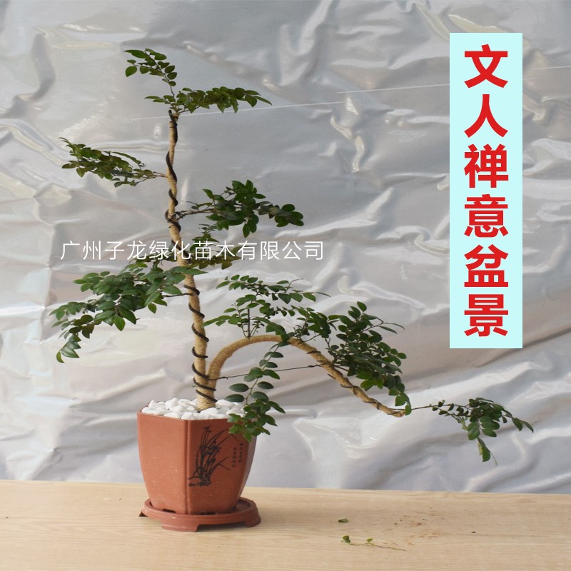 珍贵黑骨茶紫檀树苗盆栽庭院室内外客厅净化空气四季常青绿植盆景