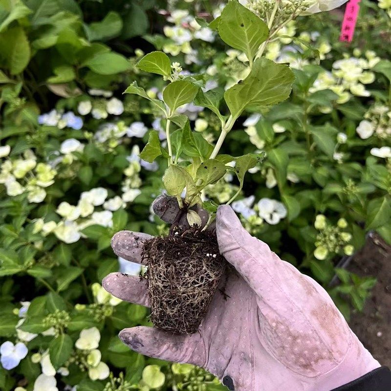 大花绣球无尽夏粉色落跑新娘小苗穴盘苗盆栽植物庭院垂吊爬藤抗寒,鲜花速递/花卉仿真/绿植园艺,绣球/木绣球/木本植物,淘宝优惠券,粉丝福利购,淘宝优惠卷