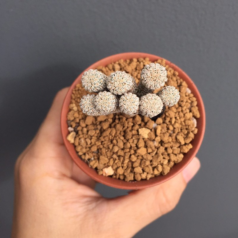 迷你牧师仙人球实生娇丽属 细条型趣味多肉植物室内桌面小盆栽