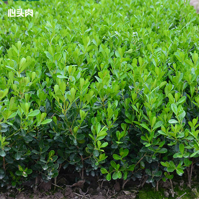 黄杨树苗小叶瓜子黄杨树苗黄杨球苗庭院花园绿化绿篱四季常绿植物