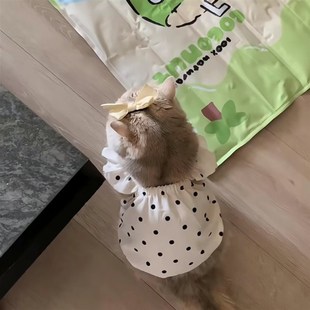 连衣裙风波猫咪可爱背心幼犬猫咪泰迪宠物比熊衣服约克夏雪纳瑞