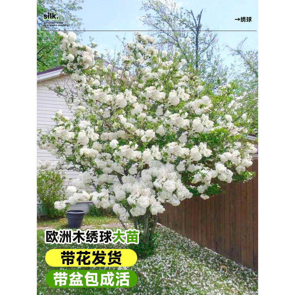 欧洲木绣球花苗盆栽带花中华木绣球玫瑰老桩树苗四季阳台庭院花卉