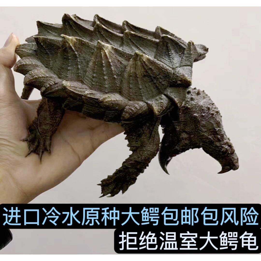 龟兽兽进口大鳄龟钓鱼龟真鳄龟佛鳄龟观赏龟wg原种大鳄纯佛乌龟