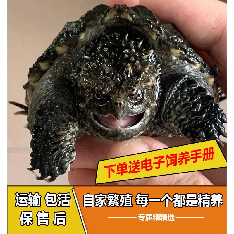 老李家野配野活体小鳄龟观赏龟原种爆刺鳄龟苗佛纯佛爆刺深水龟
