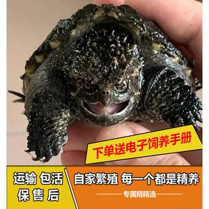 老李家野配野活体小鳄龟观赏龟原种爆刺鳄龟苗佛纯佛爆刺深水龟