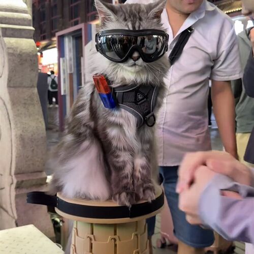 宠物猫咪狗狗风镜护目镜大狗墨镜泰迪防风镜