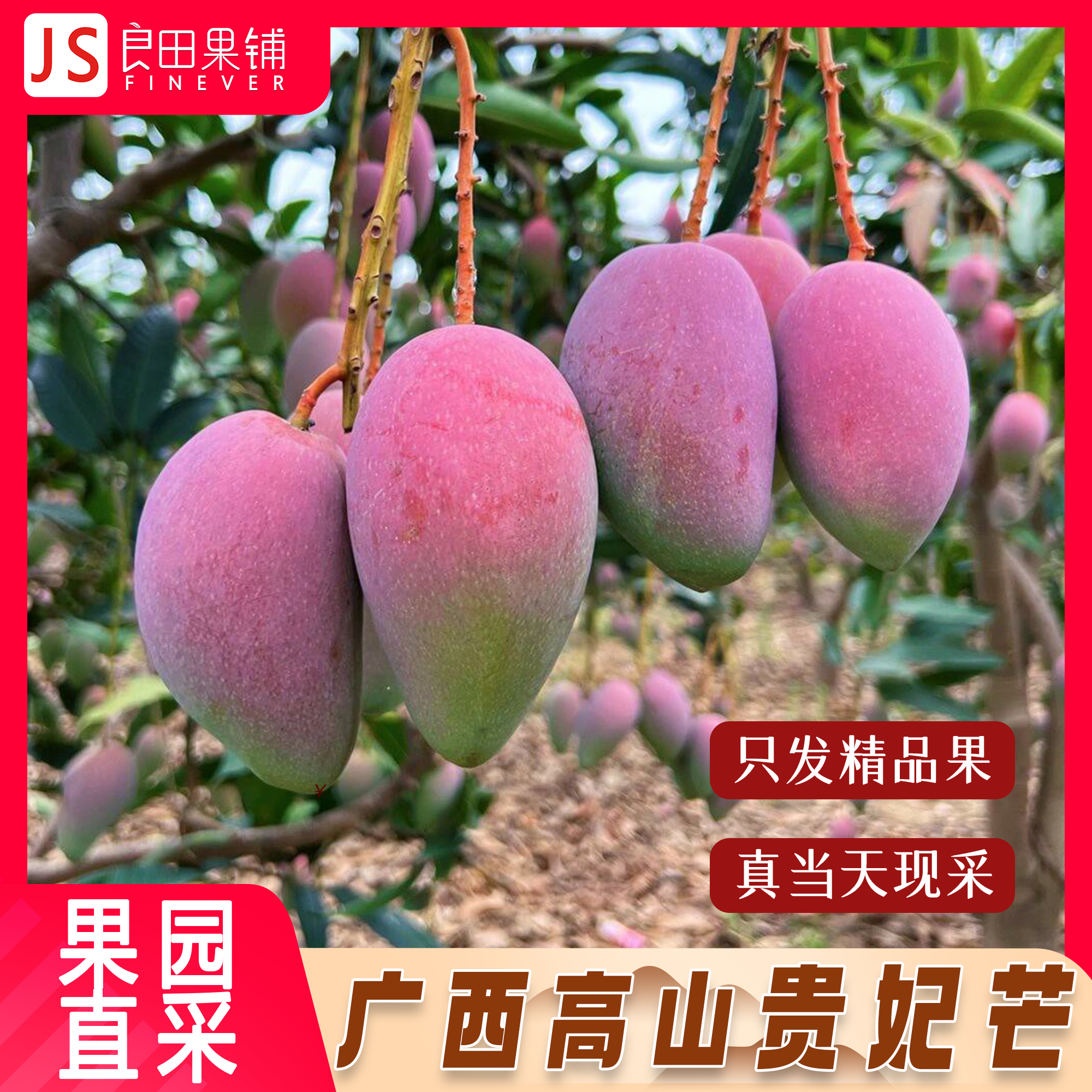 贵妃芒果产地直发水果广西百色正宗新鲜当季辣椒芒纯甜多汁树上熟