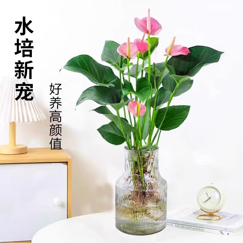 水培红掌粉掌盆栽一帆风顺白掌绿植室内土培花卉植物好养四季开花