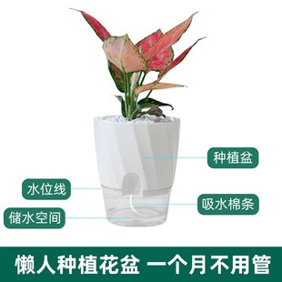 新款 懒人盆绿萝植物自动吸水花盆小塑料花盆透明水养水培植物盆器