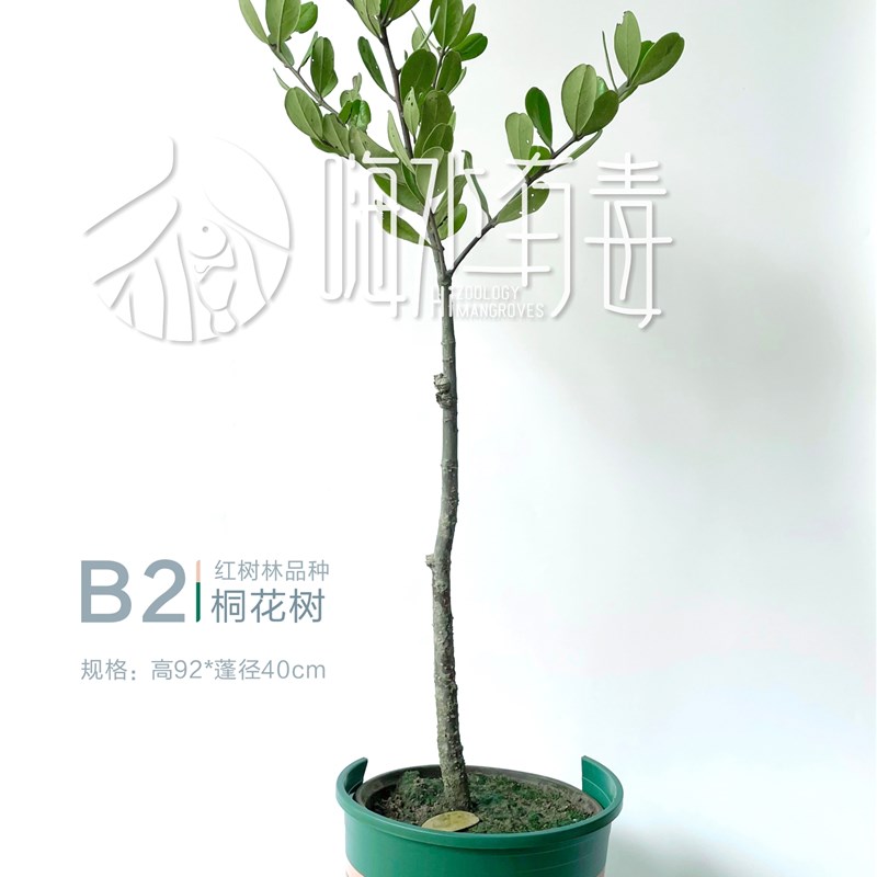 桐花树 红树苗 红树林 厚沙系统 海缸造景 海水植物 嗨水有毒