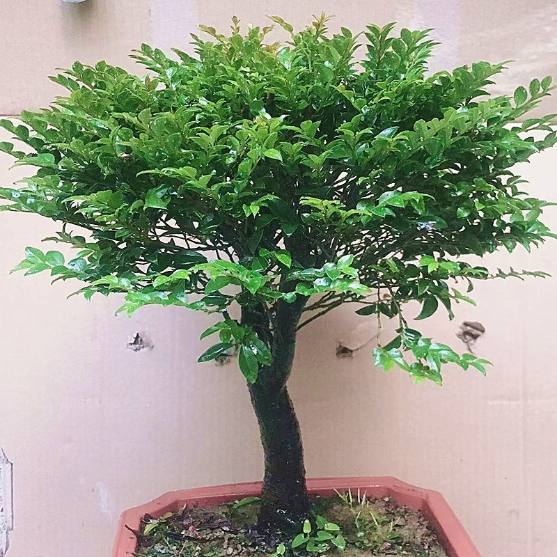 单杆盆景小叶紫檀盆栽四季常青室内办公桌面绿植树桩客厅易养花卉