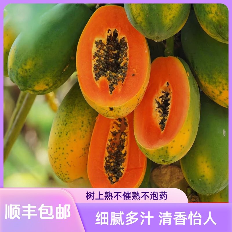 海南收到即食真树上自然熟牛奶大青红心木瓜软糯香甜