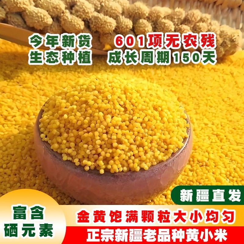 疆滋趣新疆25年新米黄小米煮粥小米粥月子米杂粮粗粮沙漠小米杂粮