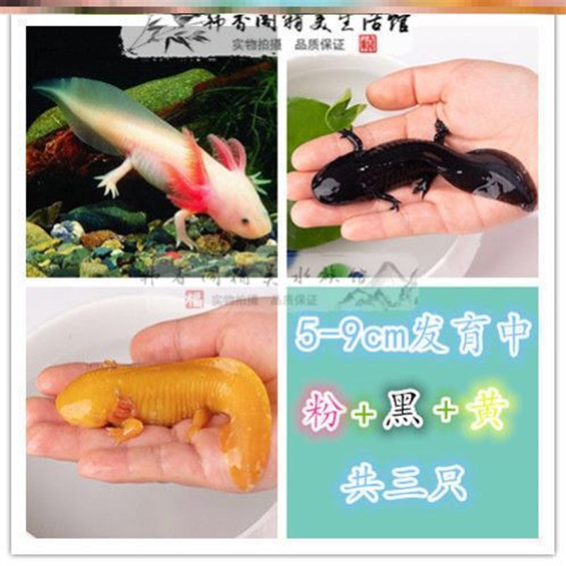 淡水小型鱼好养宠物观赏耐活清道夫活鱼苗六角恐龙冷水金鱼锦鲤鱼