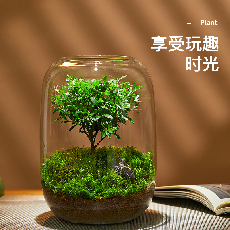 小叶赤楠生态瓶苔藓创意微景观桌面盆栽青苔造景植物办公室内绿植