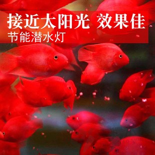 享庭 罗汉鱼缸led防水照明灯金鱼锦鲤鹦鹉鱼专用增艳潜水灯管水族