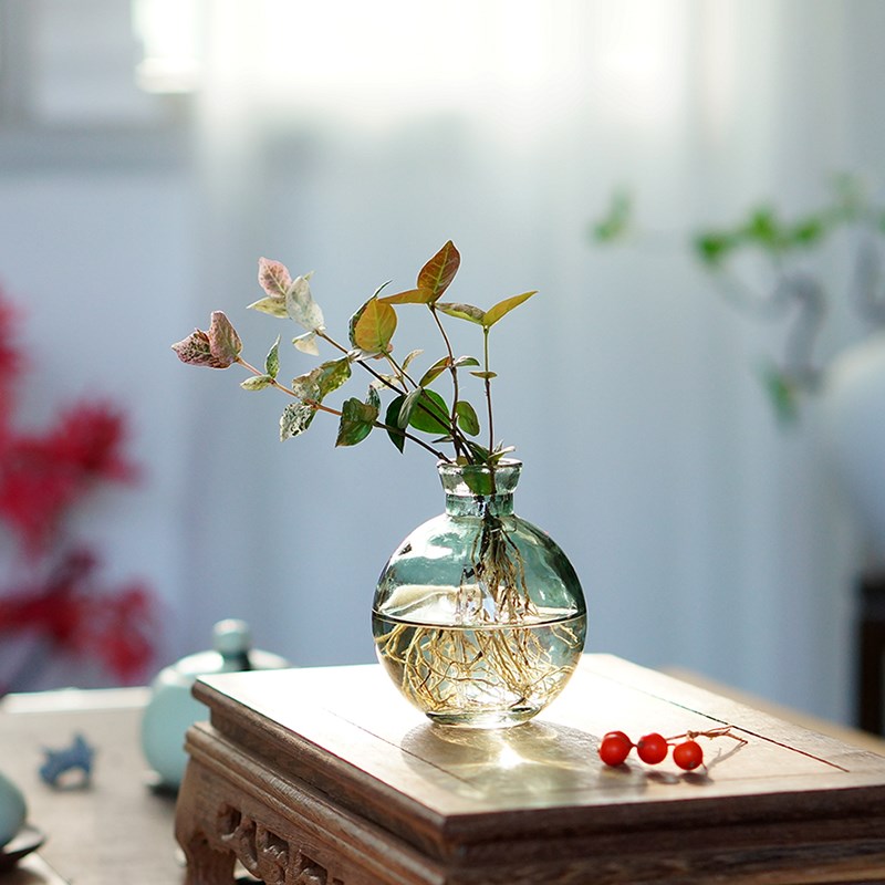 水培花叶络石铜钱草绿萝懒人植物办公室卫生间室内茶桌面耐阴绿植