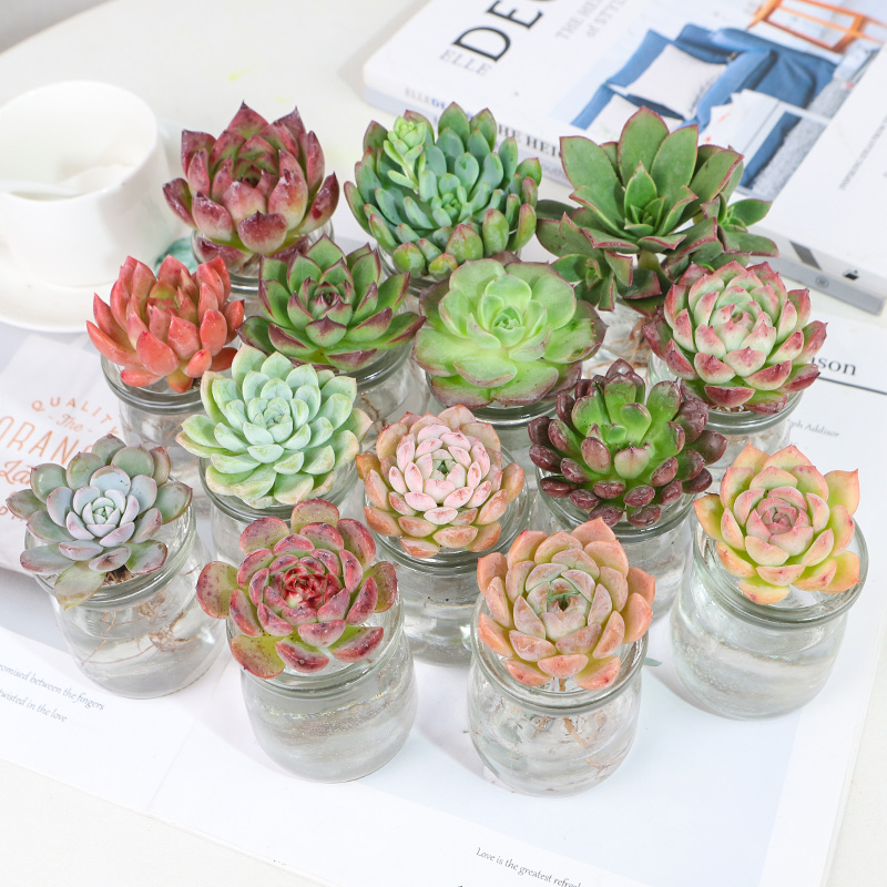 水培植物多肉植物新手组合盆栽套餐肉肉植物室内桌面大颗花卉绿植