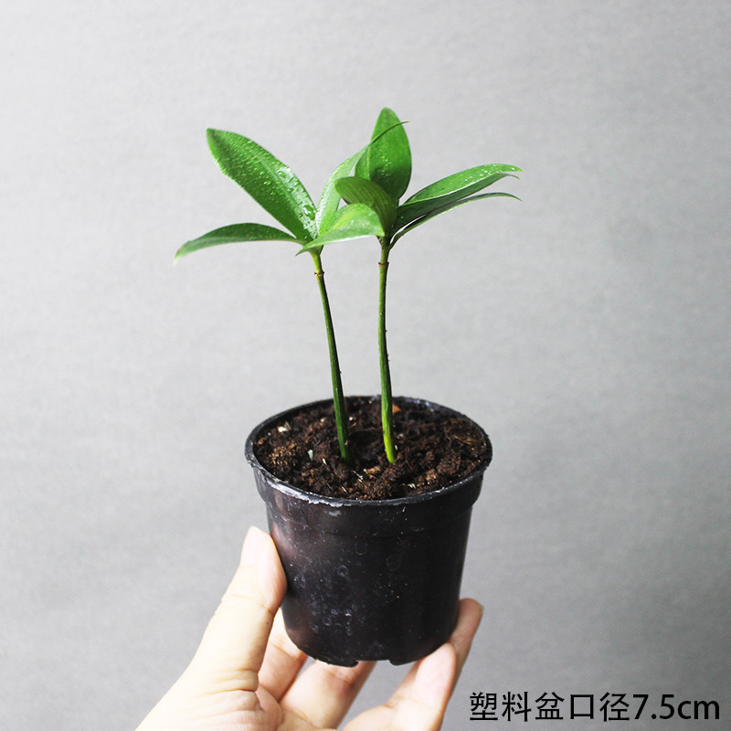 耐阴室内办公室电脑桌上微型迷你小绿植植物小盆景盆栽四季可水培