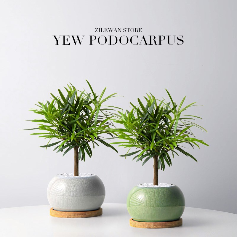 罗汉松盆景迷你小型盆栽客厅室内办公室桌面懒人好养绿植四季常青