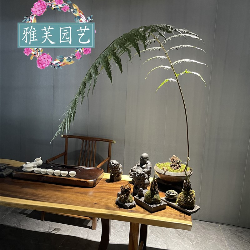 胎生狗脊蕨一叶蕨类植物老桩盆景网红蕨室内绿植造景禅意中式盆栽