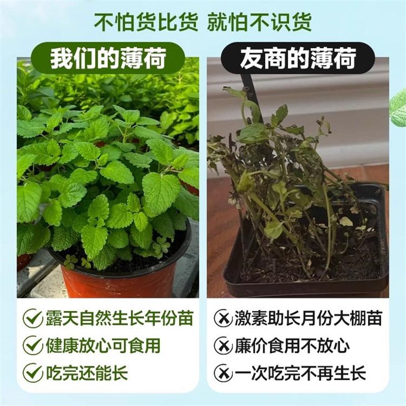 薄荷盆栽可食用薄荷叶水培植物迷迭香绿植驱蚊草室内客厅盆栽花卉
