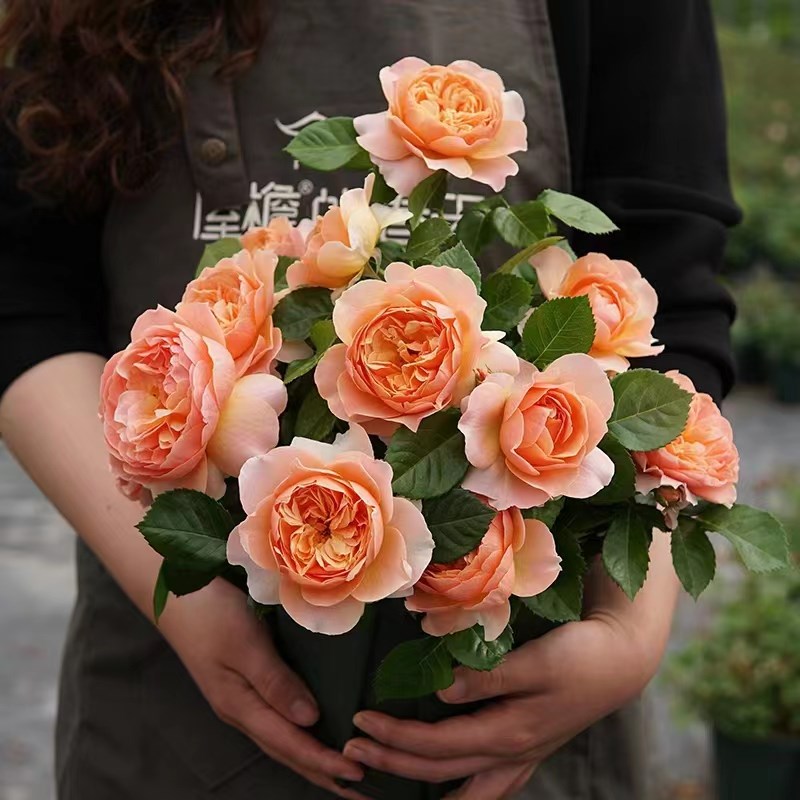 果汁阳台月季欧苗盆栽女王耐寒灌木龙沙宝石玫瑰切花庭院四季花卉