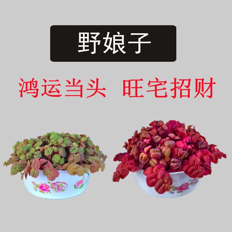 四季旺宅水培绿植盆栽室内好养花卉大全养不死养植物红玫瑰懒人花