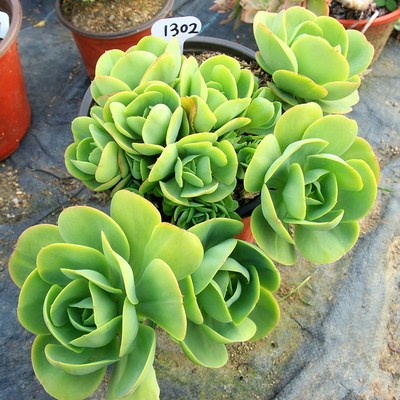 骑兵碧桃 鸡蛋碧桃 一物一拍 群生老桩无砍趣味盆栽 多肉植物包邮