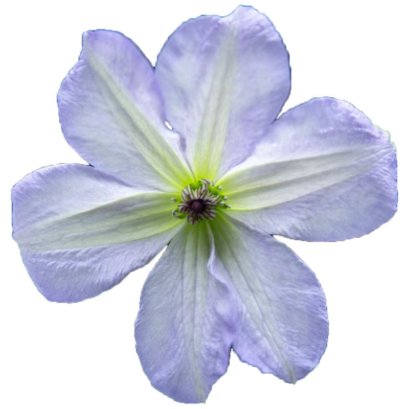 海风铁线莲花苗盆栽爬藤花藤本皇后半重瓣大花丰花无刺攀援海之息