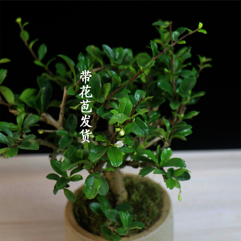 福建茶盆景植物盆栽办公室绿植室内客厅茶桌摆件悬崖造景茶树花卉