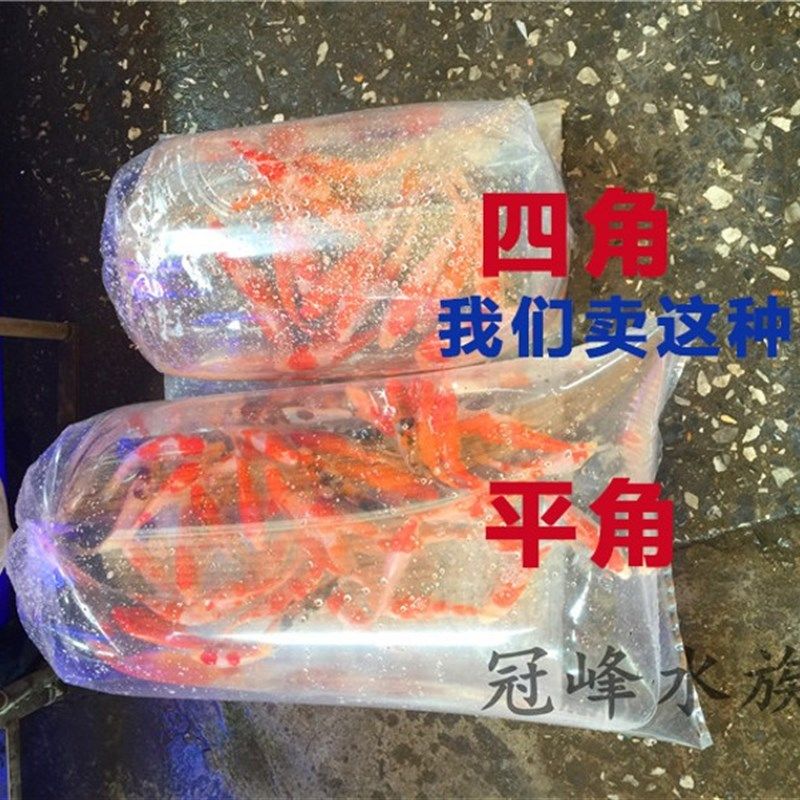 锦鲤鱼虾观赏鱼打包袋航空托运四角方底运输包装袋子氧气袋鱼袋,宠物/宠物食品及用品,其它水族用具设备,淘宝优惠券,粉丝福利购,淘宝优惠卷